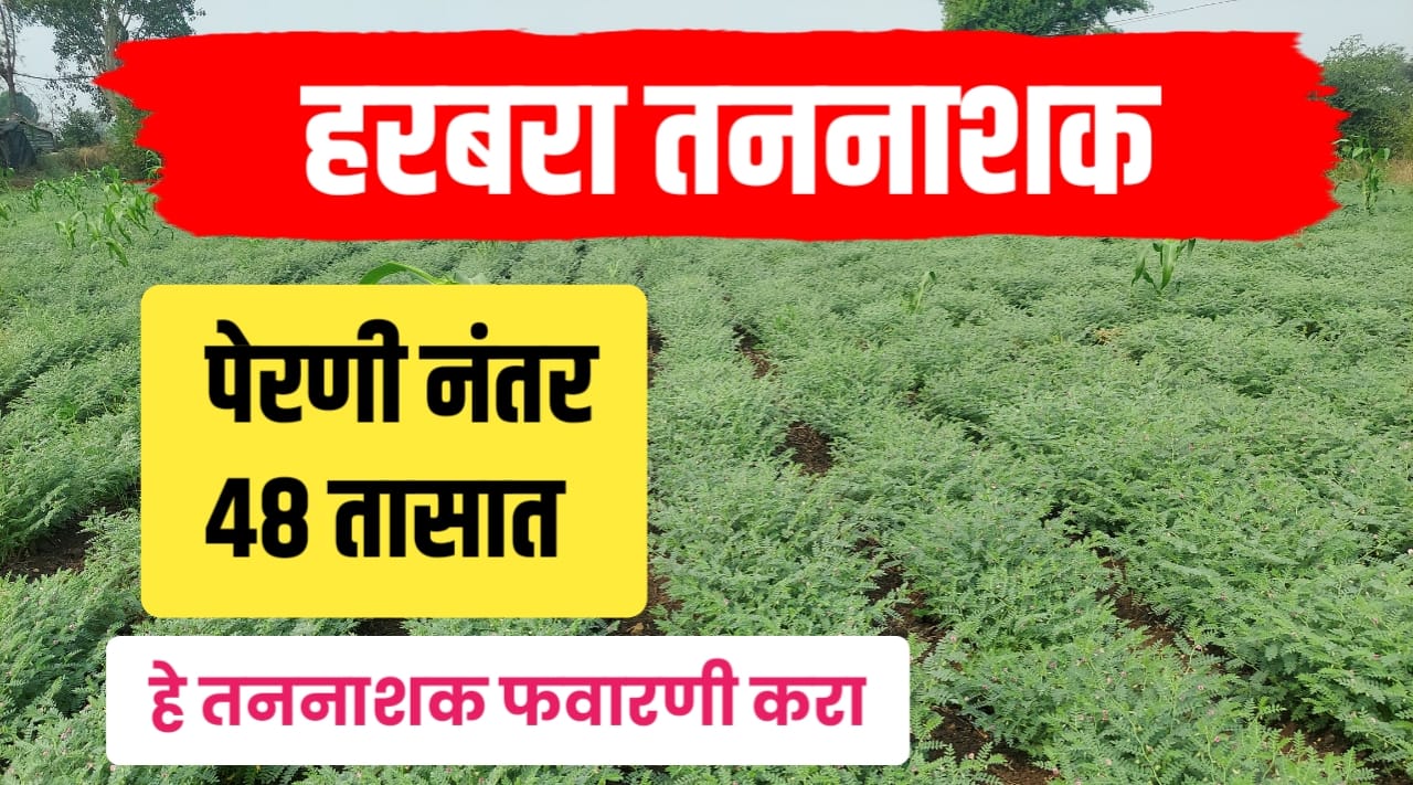 हरबरा पेरणी करताना