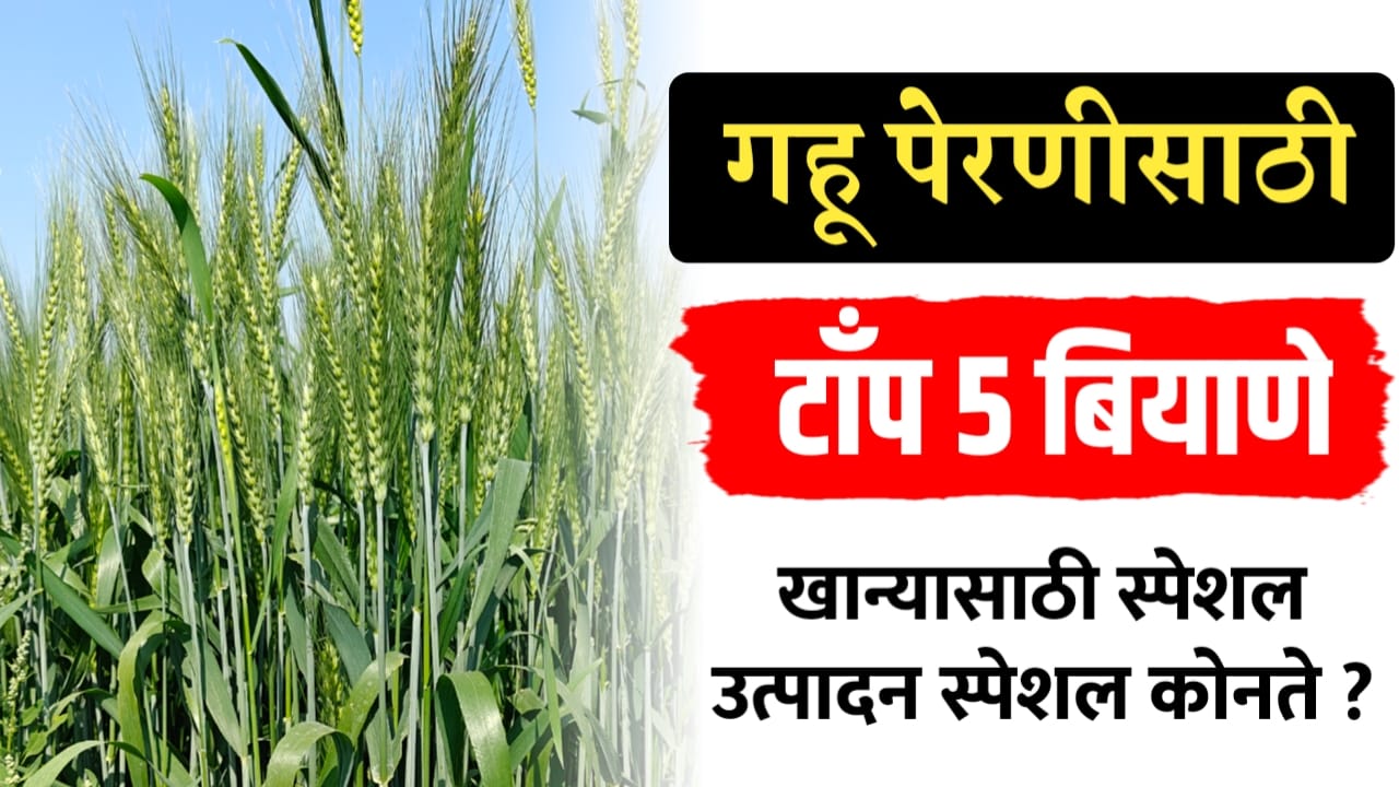 गव्हाचे जबरदस्त वान