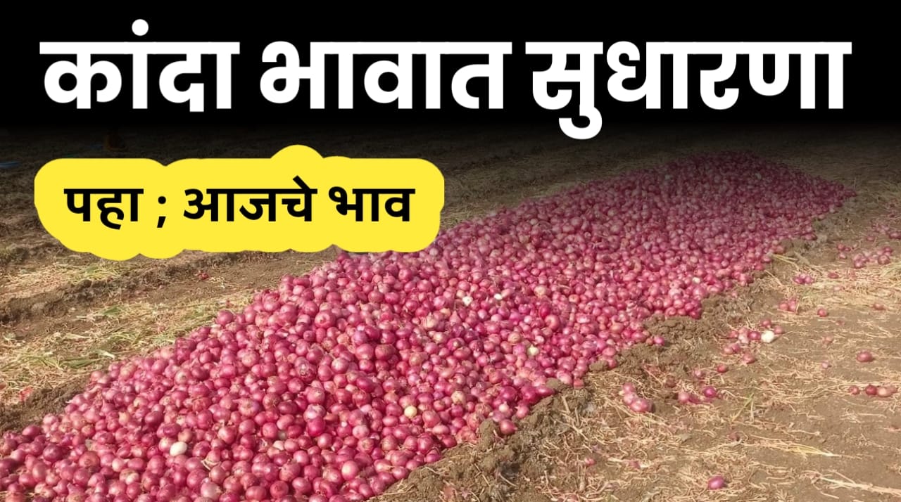 कांदा बाजार भाव