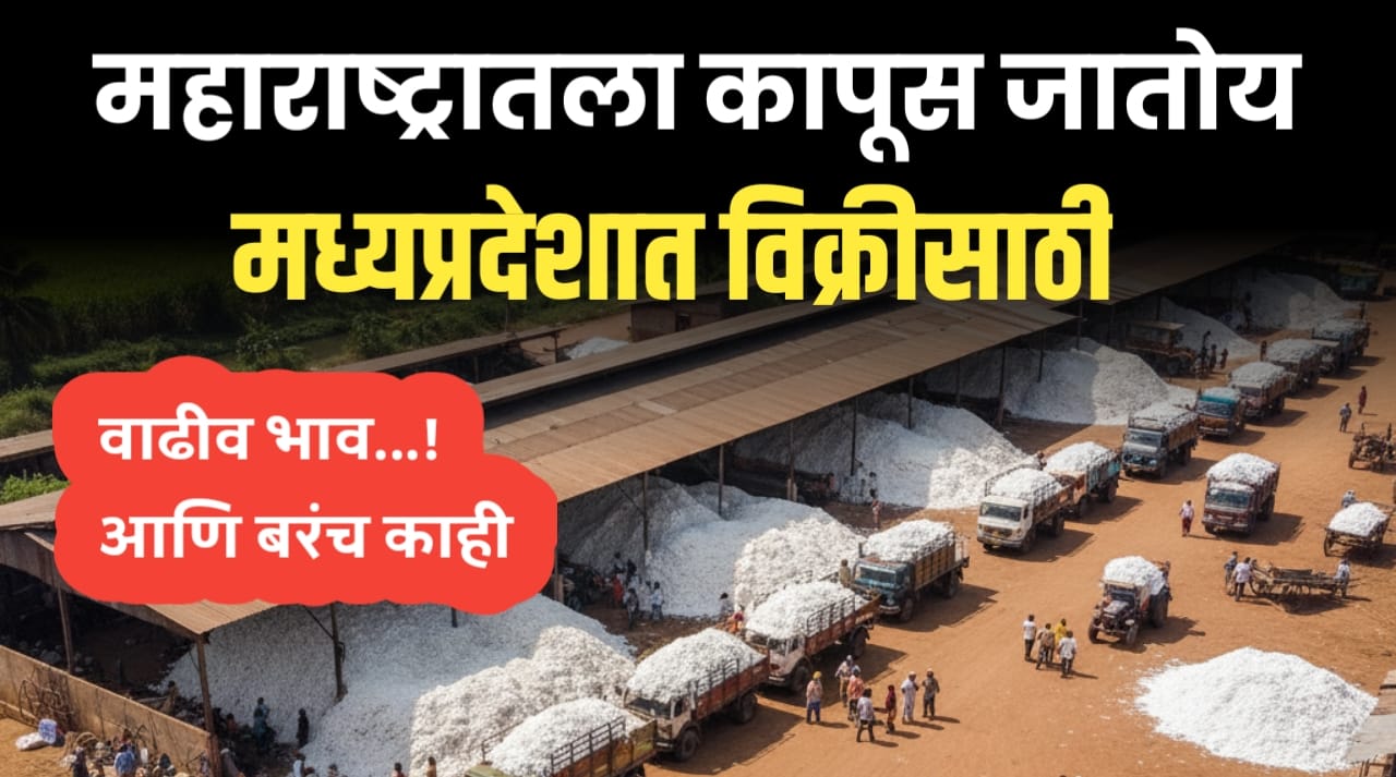 महाराष्ट्रातला कापूस