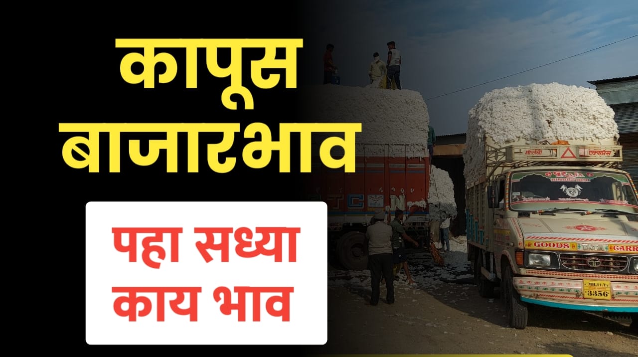 कापूस भाव