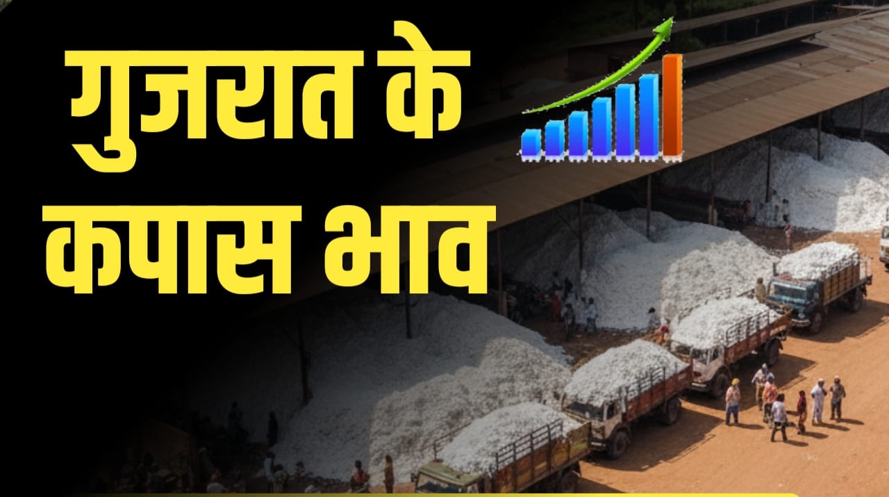 गुजरात के कपास भाव