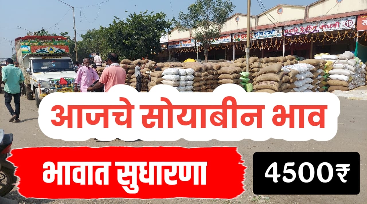 सोयाबीन भाव सुधारले