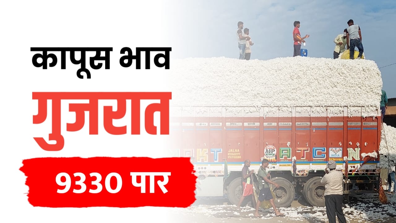 गुजरातमधील कापूस बाजारभाव