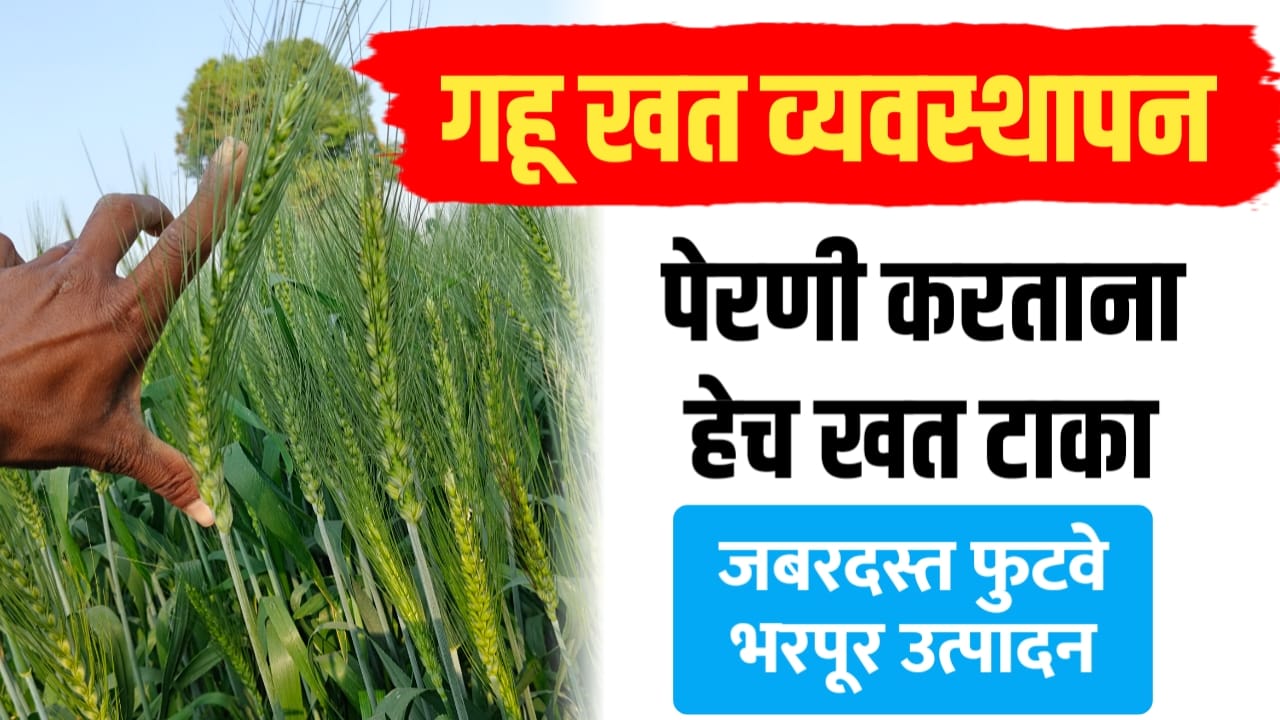 गहू पिकाचे योग्य खत