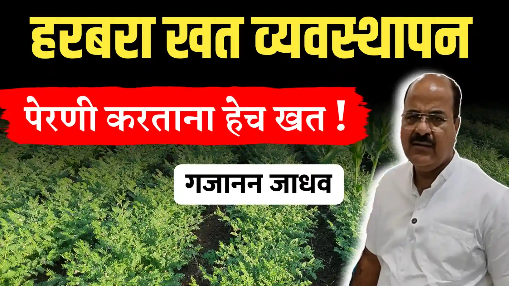 हरभरा खत व्यवस्थापन