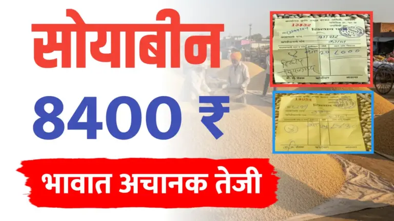सोयाबीन 8000 पार ; 8000 रुपये पेक्षा अधिक दर, पहा ताजी अपडेट