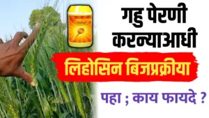 गहू पेरणीपूर्वी लिहोसिनची बिजप्रक्रीया ; पहा फायदे आणि योग्य पद्धत