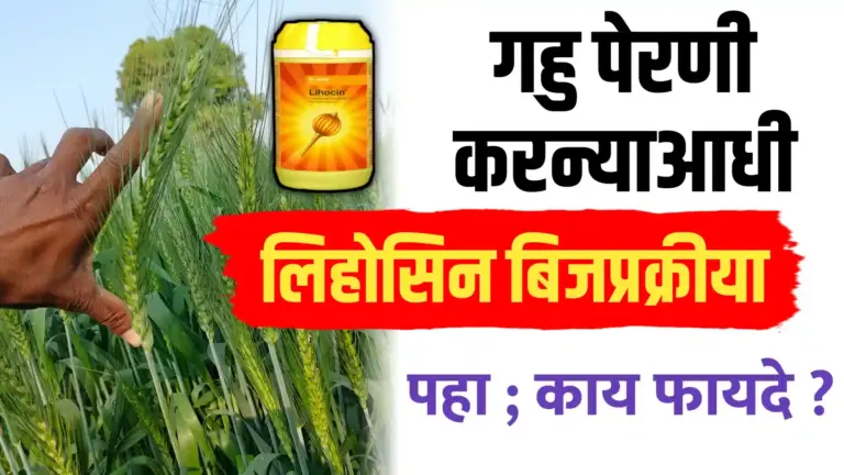 गहू पेरणीपूर्वी लिहोसिनची बिजप्रक्रीया ; पहा फायदे आणि योग्य पद्धत