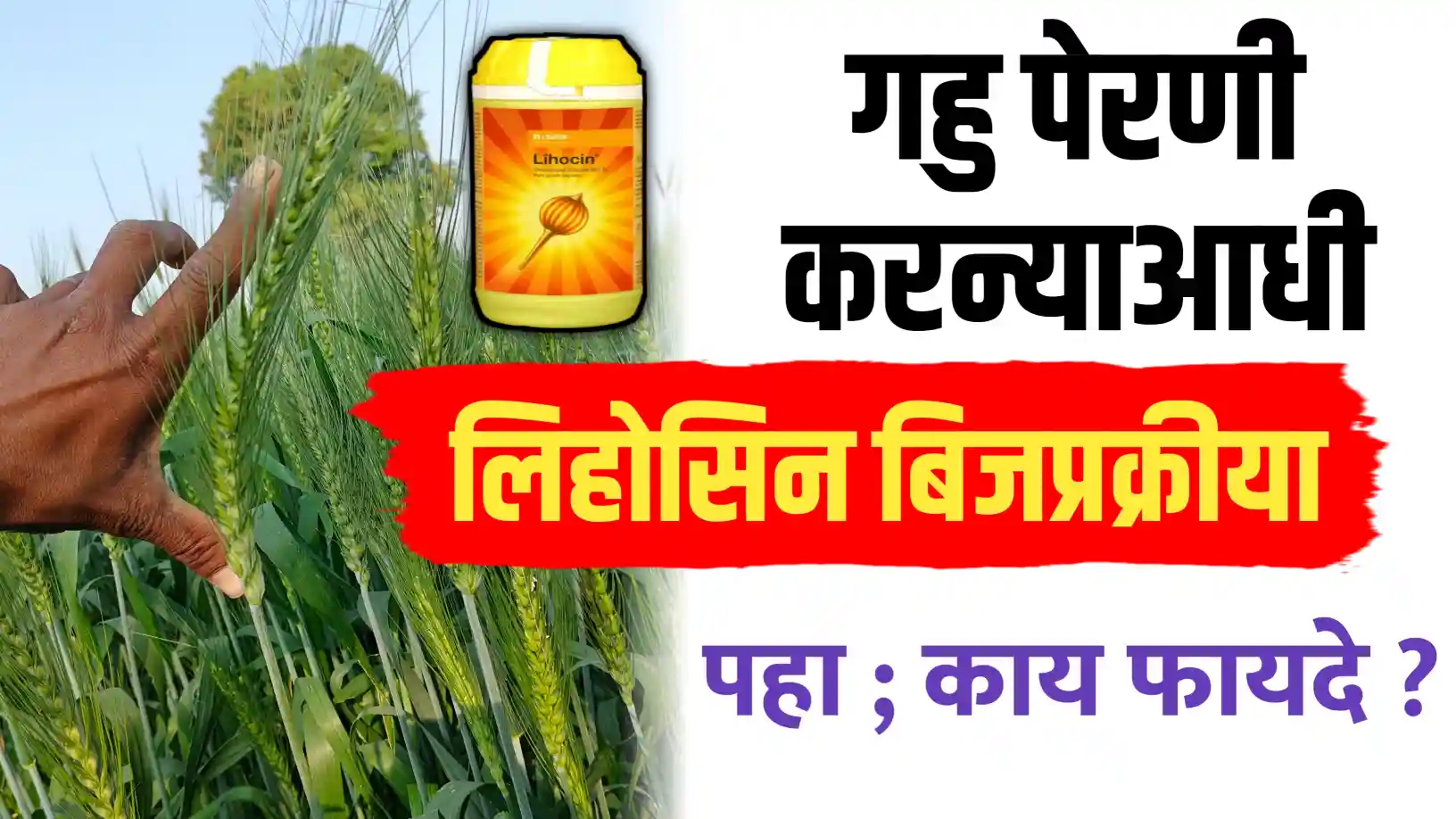 गहू पेरणीपूर्वी लिहोसिन