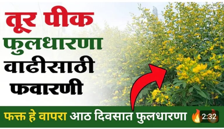 तूर पिकामध्ये फुलधारणा वाढवण्यासाठी प्रभावी फवारणी नियोजन..लागतील फुलंच फुलं