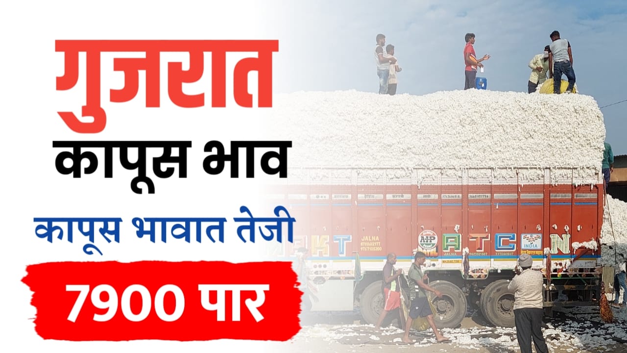 गुजरातमधील कापूस बाजारभाव